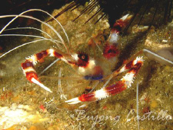 Banded Boxer Shrimp - Taken at Beatrice divesite in Anila... by Arthur Castillo 